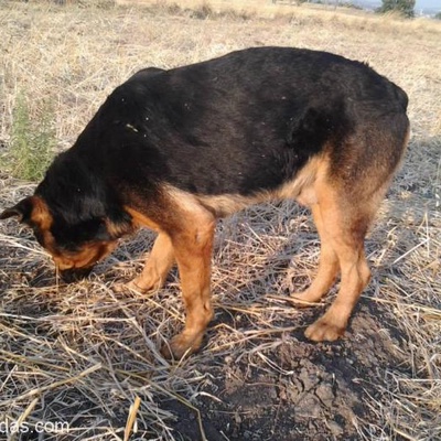 Rottweiler Kırması, Acil Yuva Arıyor, Bursa