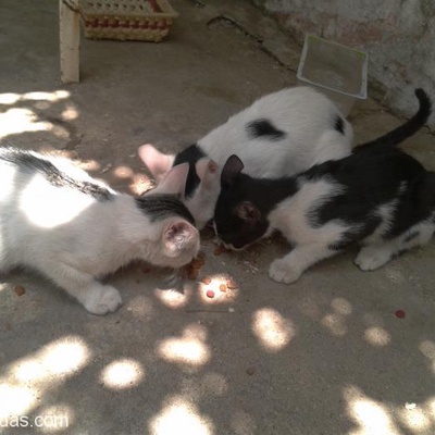 3 Tane Kedi Yuva Arıyorlar, Antalya