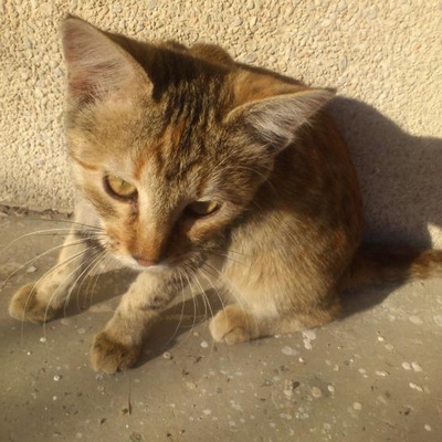 Bakkalın Önündeki Yavru Kedilere Yuva!, Ankara