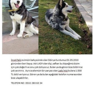 Köpeğim Husky Cinsi Lady 1 Mayısdan Beri Kayıp Nolur Okuyun!!, Ankara