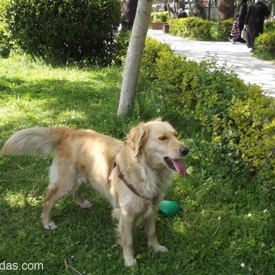 Arkadaşlar Acil Köpeğimi Vermem Gerekiyo Bunu Üzülerek Belirtiyorum Ailem İstemiyo Artık Bakmamı, İstanbul