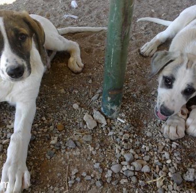 Ücretsiz 4,5 Aylık Köpekler, Ankara