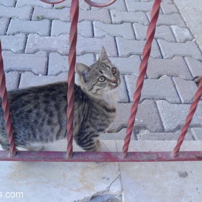Ankara Acil Yavru Kedi Yuva Arıyor, Ankara