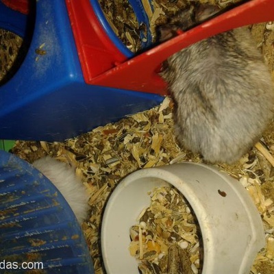 Terk Edilen Hamsterler, Ankara
