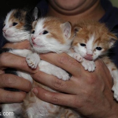 Sütannedeki Minik Bebek Kedilerimize Ömürlük Yuvalar Arıyoruz!, İstanbul