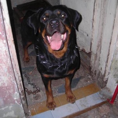 Rottweiler Ücretsiz Sahiplendirilecektir, İzmir