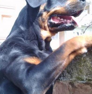 Rottweiler Ücretsiz Sahiplendirilecektir, İzmir