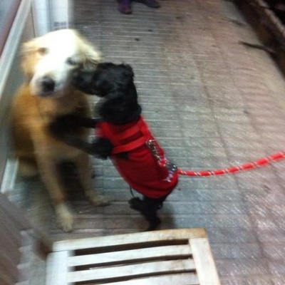Siyah Russian Terrier, İstanbul