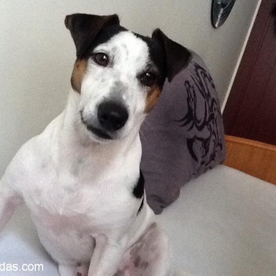 Safkan 2 Yaşında Jack Russell Terrier Sahiplendirilecek, İstanbul