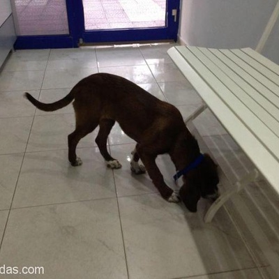 Hastane Bahçesine Bırakılan Sevimli Köpek Yuva Arıyor, İzmir