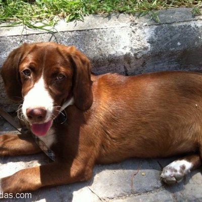 Hastane Bahçesine Bırakılan Sevimli Köpek Yuva Arıyor, İzmir