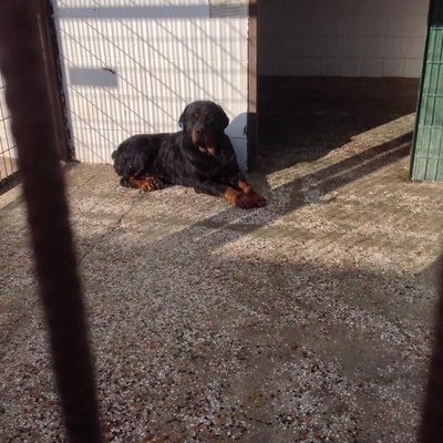 Safkan Rottweiler, Barınağa Terk Edildi Hayata Küsüyor!, İstanbul