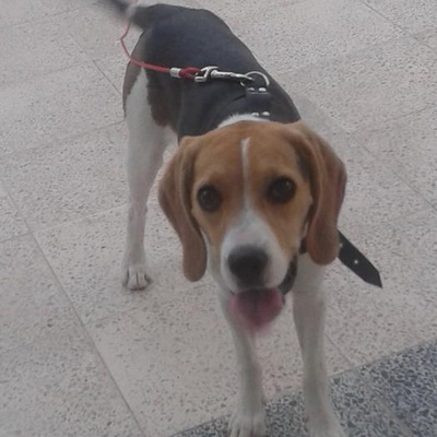 Beagle Kzımıza Yuva Arıyoruz, Ankara