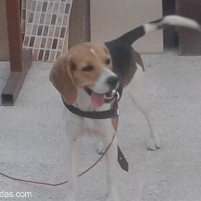 Beagle Kzımıza Yuva Arıyoruz, Ankara