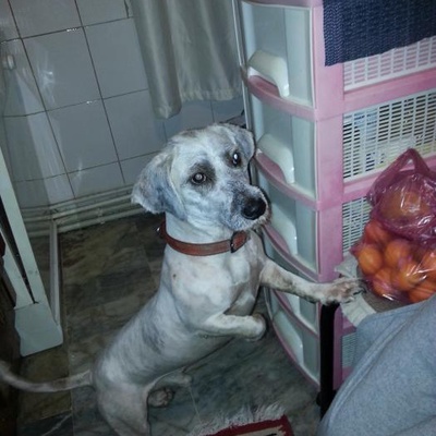 Tuvalet Eğitimli Akıllı Terrier, İstanbul