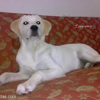 2 Yasında Beyaz Labrador Ücretsizdir, Samsun