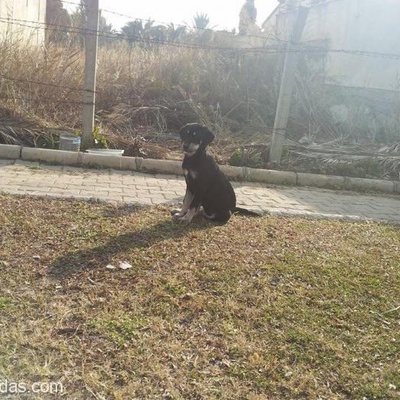 3 Yavru Köpeğe Yuva Aranıyor Narlıdere, İzmir
