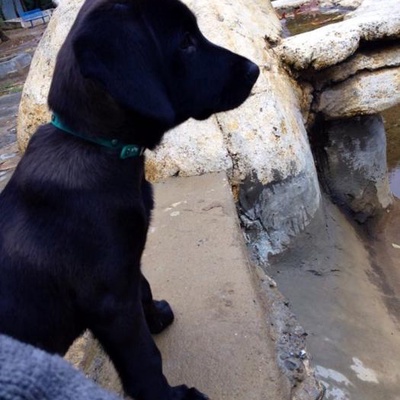 Acil Yuva Arıyor 4 Aylık Labrador Yavrusu. Tuvalet Eğitimi Var, İstanbul