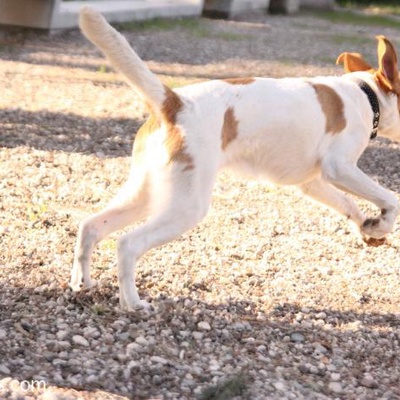 4.5 Aylık Oyuncu Sevecen Av Köpeğine Sahip Arıyorum, Antalya