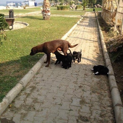 3 Yavru Köpeğe Yuva Aranıyor Narlıdere, İzmir