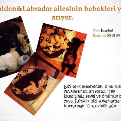 Golden Yavruları Yuva Arıyor!, İstanbul