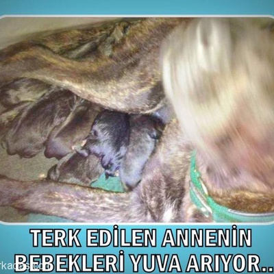 Terk Edilen Annenin Bebekleri Yuva Arıyor.., İstanbul