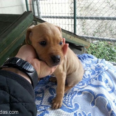 American Pitbull Terrier Annenin Son Dişi Yavrusu Yuva Arıyooorr, İstanbul