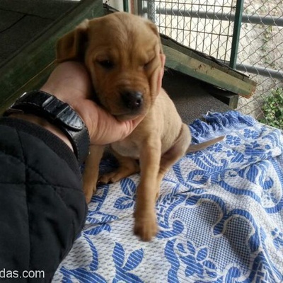 American Pitbull Terrier Annenin Son Dişi Yavrusu Yuva Arıyooorr, İstanbul