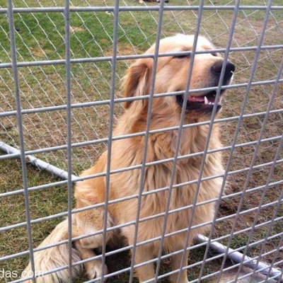 Golden 2 3 Yaşlarından Erkek Köpeğimiz Yuva Arıyor, İstanbul