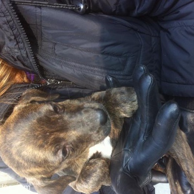 American Pitbull Terrier Annenin İki Dişi Yavrusu Yuva Arıyor!!!, İstanbul
