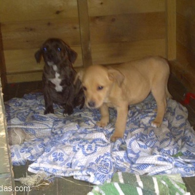 American Pitbull Terrier Annenin İki Dişi Yavrusu Yuva Arıyor!!!, İstanbul