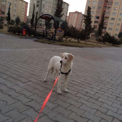 5 Aylık Dişi Labrador - Acil-Ücretsizdir, Ankara