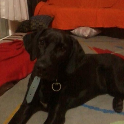 Zeus(Siyah Labrador)'A Mutlu Bir Yuva Aranıyor!, Denizli