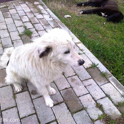 Dünya Güzeli Aidi Köpek Yuva Arıyor, İzmir