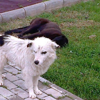 Dünya Güzeli Aidi Köpek Yuva Arıyor, İzmir