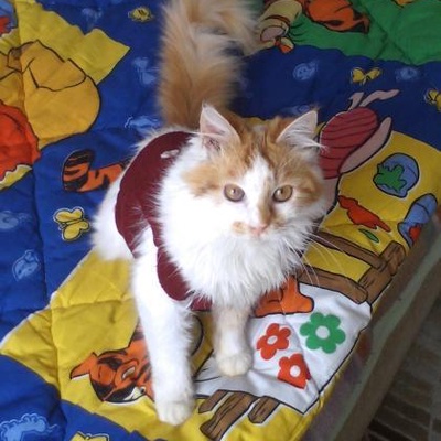 Sevimli Kedi Boyoza Yeni Bir Yuva Arıyoruz, İzmir
