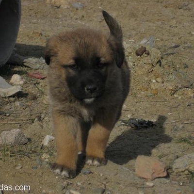 Bebe Köpeklere Yuva Aranıyor., Ankara