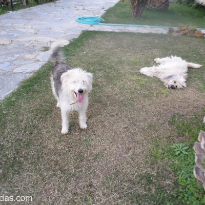 Gümüş Rengi Terrier Deyzi,Bodrum-Muğla, Muğla