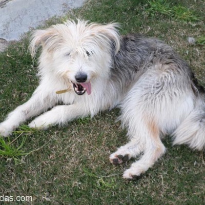 Gümüş Rengi Terrier Deyzi,Bodrum-Muğla, Muğla