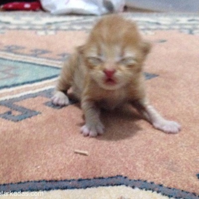 Acil Yeni Doğmuş Kedi !, Çanakkale, Çanakkale, Çanakkale