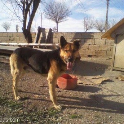 Köpeğim 1 Haftadır Kayıp :(, Konya