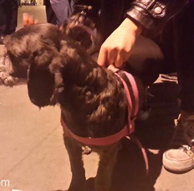 Aciillll !! Batıkent Gimsa Arkası Pembe Tasmalı Siyah Terrier Bulundu Sahibini Arıyorum, Ankara