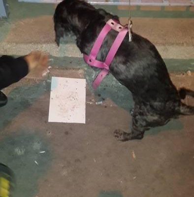 Aciillll !! Batıkent Gimsa Arkası Pembe Tasmalı Siyah Terrier Bulundu Sahibini Arıyorum, Ankara