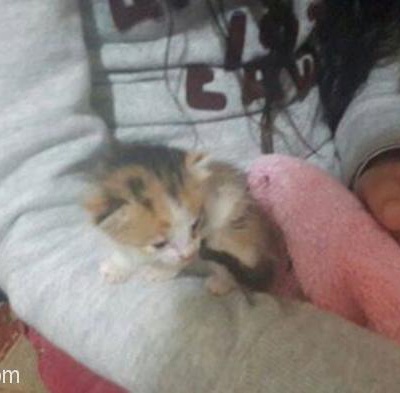 Acil!!! Yuva!!! Lutfen Yavru Kedi Ölmeden :( Çalışıyorum Evde Yalnız, İstanbul
