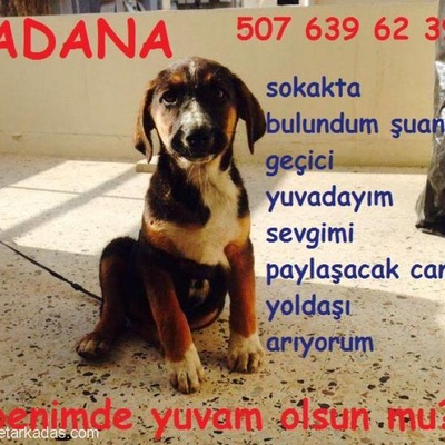 Sam, Adana