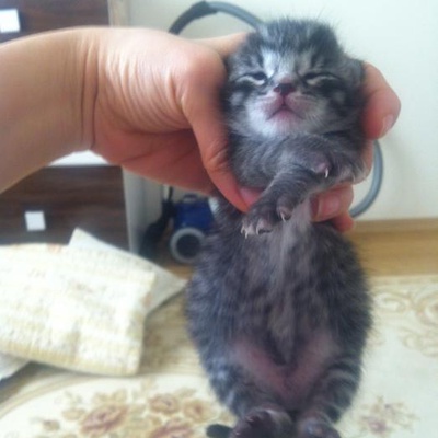 Minik Kedi Yavrularına Sıcak Ve Güvenli Bir Yuva Arıyoruz, Antalya