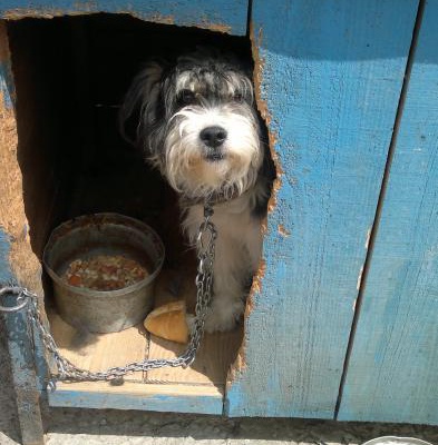 Terrier Yuva Arıyor., Trabzon
