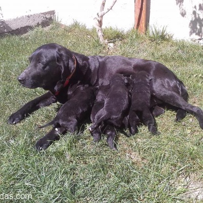 Siyah Labrador Marin, İzmir