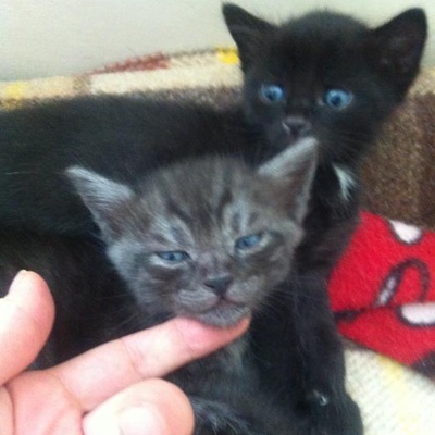 Minik Kedi Yavrularına Sıcak Ve Güvenli Bir Yuva Arıyoruz, Antalya