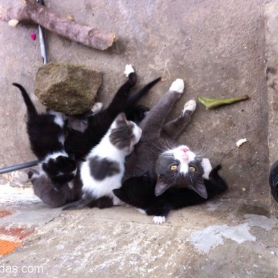 Kediciklere Ömürlük Yuva, Trabzon